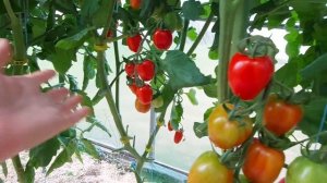 Новинки сезона 2023- томаты Хай-тек.