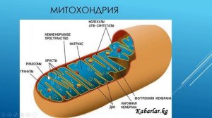 растительная клетка и её структура