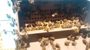 Пасека Давыдовых СБОР ПЫЛЬЦЫ 25 05 2017