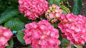 Гортензия крупнолистовая Со Лонг Рози ? обзор: как сажать, саженцы гортензии Со Лонг Рози