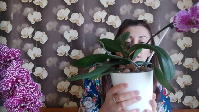 Орхидейные НОВОСТИ🌸 Дикий кот, Мэджик арт? Реанимашки в стаканчиках, что с ними сейчас? Sunset Kizz смотреть онлайн