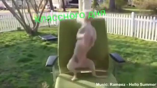 Видео Капитан чел и опасный малый(1) смотреть онлайн