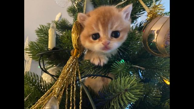 ?ЗОЛОТЫЕ КОТЯТА?НА ЕЛКЕ?ЗОЛОТАЯ ШИНШИЛЛА?GOLDEN KITTENS?