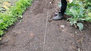 ?ЛЕТНЕЕ ВЫРАЩИВАНИЕ ДАЙКОНА