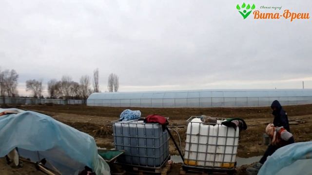 Посадка баклажана в мини теплицы 17 02 2019 Вита Фреш смотреть онлайн