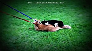 Прикольные животные!смотреть бесплатно.