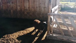 Болезни овец / баранчик очень вялый / Овца чахнет, что делать?