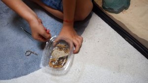 Пятнистый Леопардовый ЭУБЛЕФАР / ГЕККОН СУПЕР АЛЕКСА