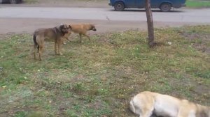 Собаки впали в спячку. Cute sleeping dogs