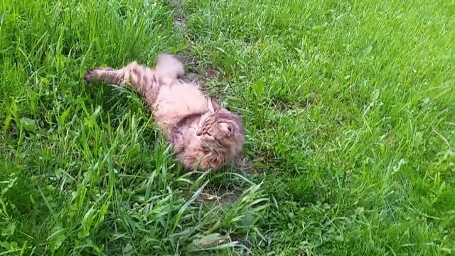 ЧУДО КОШКА НА ПРОГУЛКЕ... 31 05 21...