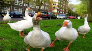 Goose/ Gans/ Gęś SOUND EFFECTS