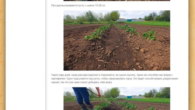 Как выращивать помидоры без единого полива за все лето. смотреть онлайн