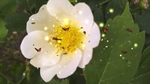 Bumblebees BEEthe Life - road of FLOWERS  жизнь ПЧЕЛЫ -дорога ЦВЕТОВworkaholic,ШМЕЛИ
