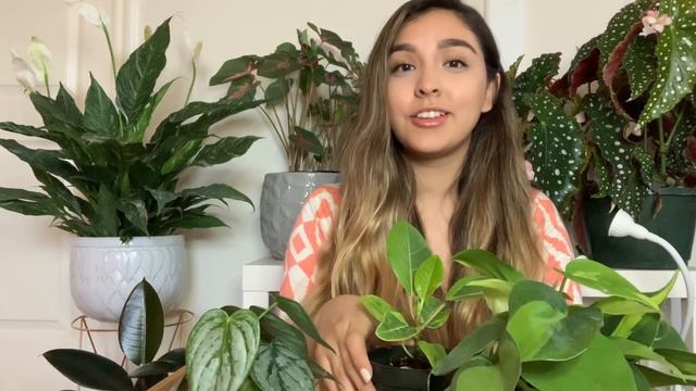 'Uncommon' Plant Haul 2019