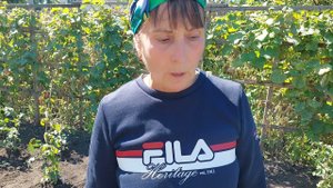 Корнесобственные розы. Достоинства, посадка и уход.