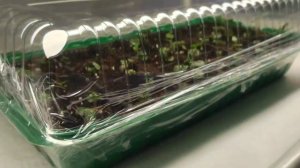 инвитро/адаптация растений, каждый сможет!