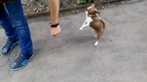 Радостная собачка чехуа-хуа