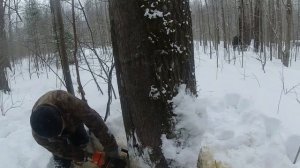 ВАЛКА ТЯЖЁЛОГО ЛЕСА КЛИНОМ ,ВИЛКОЙ И ЛОПАТКОЙ#СШИБАЕМ ДЕРЕВЬЯ