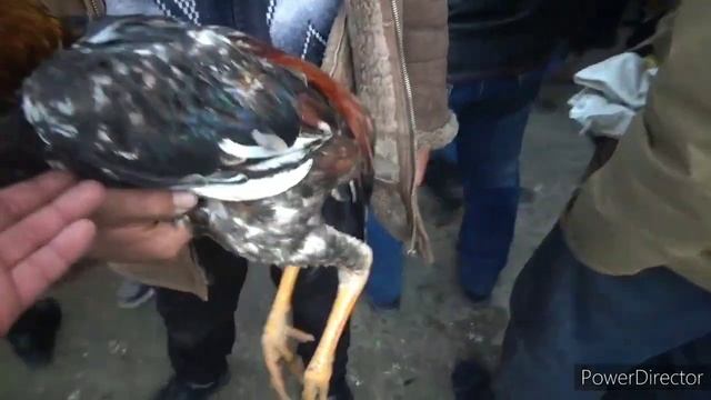 Samarqand jomboy shayman tovuq bozori самарканд жомбой шайман товук бозор