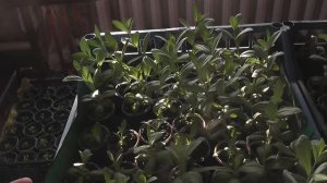 !!!ШОК!!! Гибнет ранняя рассада эустомы. Что делать?