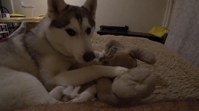 хаски Капелла - расфигакала мягкую игрушку - мышь смотреть онлайн