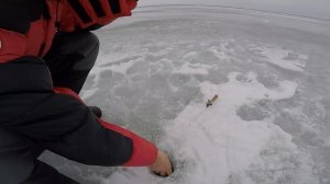 КРУПНЯК на МЕЛИ! Дикие поклёвки! Последний лёд, безнасадка.