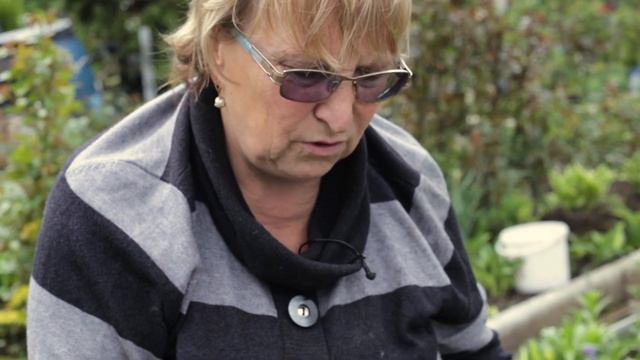 Болезни роз - лечение и реанимация 1 часть смотреть онлайн