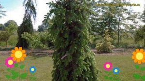 Ель сербская Пендула. Краткий обзор, описание характеристик picea omorika Pendula