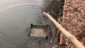 Кормление рыбы и раков в пруду на дачном участке. Эксперимент в ноябре. Часть 2. Результат