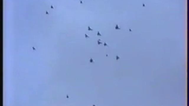 Gołębie - Pigeons - Голуби николаевские - часть 2 смотреть онлайн