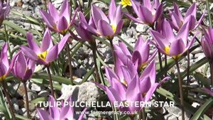 Tulip pulchella 'Eastern Star' - FarmerGracy.co.uk