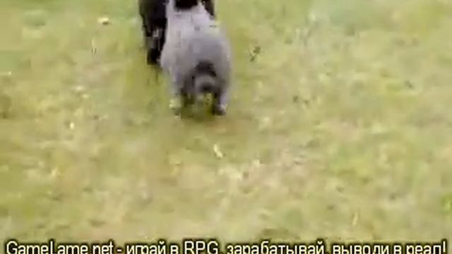 Голубые кролики (1,5 мб) смотреть онлайн