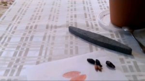 Кизил.Быть или не быть...