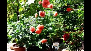 Роза Джет Сет Jet Set