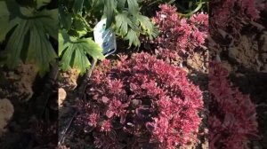 Sedum Sunsparkler® Dream Dazzler by Kristian from Gasa