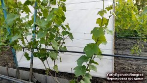 ? Прививка от ЖАДНОСТИ! Как ОТНОРМИРОВАТЬ куст винограда УРОЖАЕМ. Сколько ГРОЗДЕЙ МОЖНО ОСТАВИТЬ?