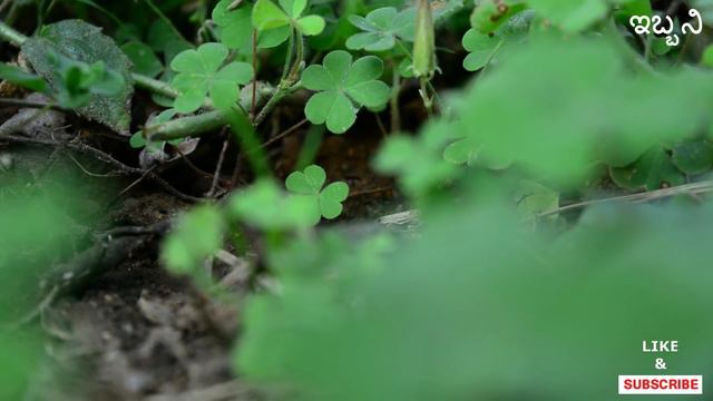 ಮಜ್ಜಿಗೆ ಸೊಪ್ಪಿನ ಗಿಡ, Oxalis Corniculata, Creeping Woodsorrel, Procumbent, Yellow Sorrel смотреть онлайн