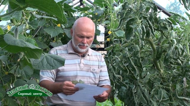 Бурая пятнистость томатов. Железный хлороз на калине смотреть онлайн