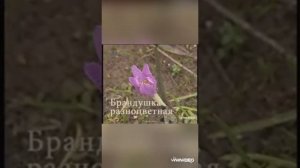 Цветы Красной книги