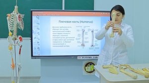 Скелет верхних конечностей