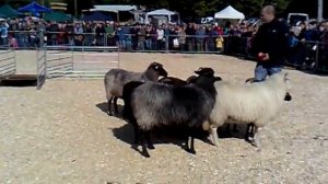 Собака-пастух