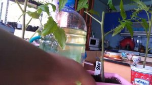 Рассада томатов переросла  РЕЖЕМ РАССАДУ