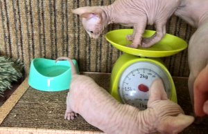 Котята Сфинкса в 1 месяц❤️ прикорм, лоток, вес котёнка