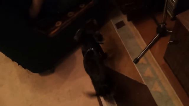 Нота поёт. "Музыкальная семья" смотреть онлайн