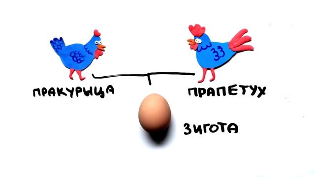 Что первое появилось курица или яйцо. Что появилось раньше курица или яйцо. Курица или яйцо прикол. Что появилось первым курица или яйцо точный ответ. Автор курица или яйцо.