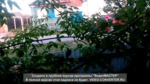 Кошки на окошке