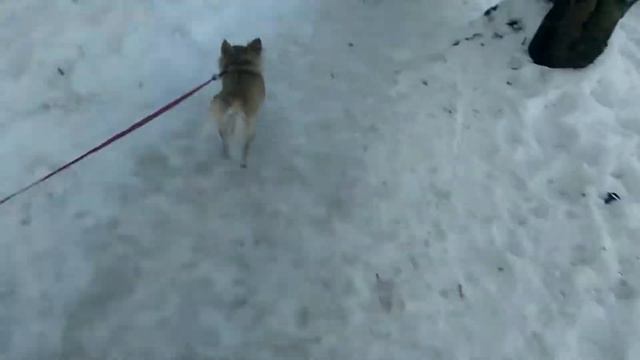 *2 видео* я гуляю с собакой♡1 часть смотреть онлайн