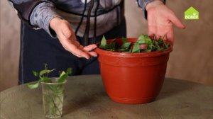 Как пересадить ампельные комнатные растения / На примере традесканции пересаживаем комнатные цветы