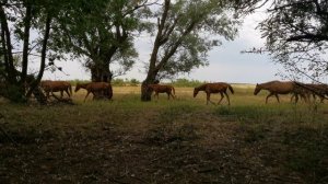 Табун лошадей!