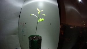 Как растет дуб timelaps